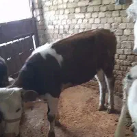 فروش گوساله ماده