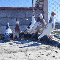 8عدد کفتر شکار|پرنده|کرمان, |دیوار