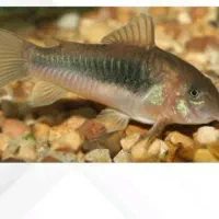 کوریدراس برنزی|ماهی|قروه, |دیوار