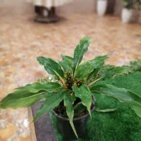پک ویژه 6عددی با قیمت فقط یک گل|گل و گیاه طبیعی|تهران, الهیه|دیوار