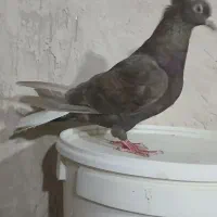 کفتر قهوه دم سفید شعمک تخت پاک دم|پرنده|شیراز, کفترک|دیوار