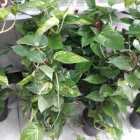 پتوس چماقی زعفرانی بزرگ ۵۰۰|گل و گیاه طبیعی|قم, علی آباد سعدگان|دیوار