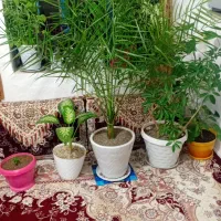 گل خانگی جوان وخشگل