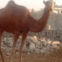 یک عدد شتر چاخ|حیوانات مزرعه|مهران (هرمزگان), |دیوار