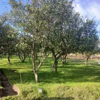 اگه عاشق درخت وباغی این ۲۷۰متری تواین قیمتو بگیر