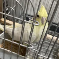 کفتر و عروس