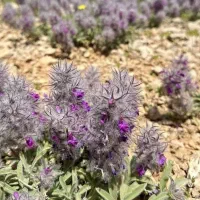 دمنوش کوهی برای افراد افسرده و عصبی و استرس