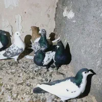 کبوتر رنگه|پرنده|قوچان, |دیوار