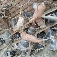 کفتر جوجه زرد کرمونی کاکلی|پرنده|زاوه, |دیوار