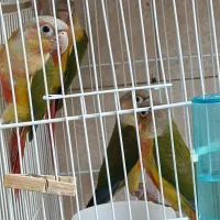 گرینچیک نر باتست