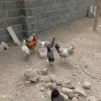 تخم مرغ نطفه دار گلپایگانی و گلین