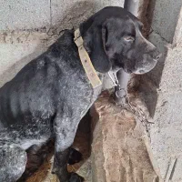 سگ شکاری پوینتر شکار بلد