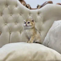 اسکاتیش گلد نر و ماده