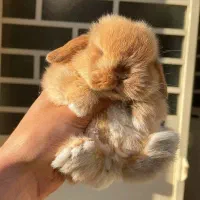 خرگوش لوپ کانادایی اصیل|موش و خرگوش|قزوین, |دیوار