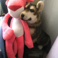 اسباب بازی|اسباببازی بچه|تبریز, |دیوار