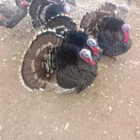 بوقلمون نر صد درصد محلی|حیوانات مزرعه|طسوج, |دیوار