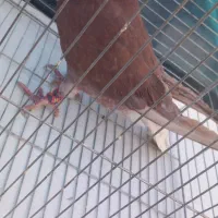 نر گلی غوره ای ۱۷ پر دم سفید