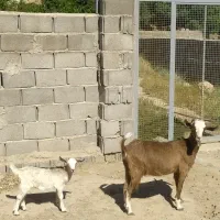 سلام دو عدد گیسه شیرا