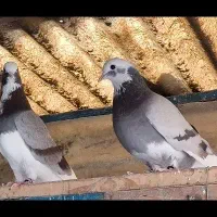 تعداد 18عدد کفتر  تهرانی انگلیسی شمرونی|پرنده|تهران, ورزشگاه آزادی|دیوار