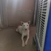 سفید برفی برای نگهبانی ویلا