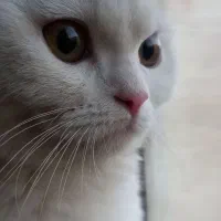 واگذاری گربه اسکاتیش