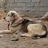 سک عراقی پژدر