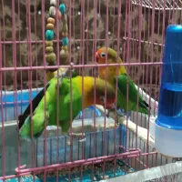 دو عدد توتوی برزیلی