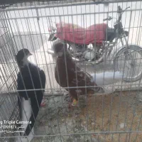 کبوتر رنگی جفتگاه|پرنده|سراوان, |دیوار