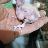 جوجه طوطی عروس لوتینو|پرنده|شوشتر, |دیوار