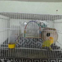 کوتوله به همراه قفس ولوازم