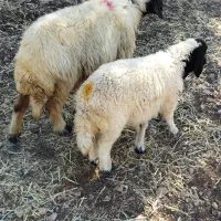میش داشتی سه ورک