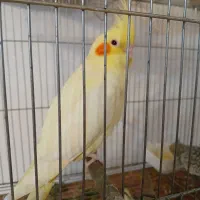 عروس هلندی