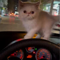 واگذاری گربه پرشین سوپرفلت|گربه|ارومیه, |دیوار