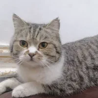 واگذاری گربه نر