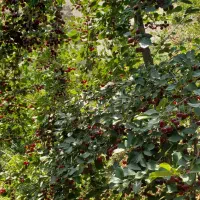 زمین300متری-فشم-ماشینرو-سند-مشاع-شش-دانگ-دیوارکشی