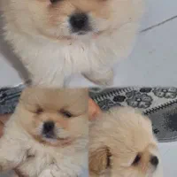 سگ خرسی پامر ۳ماهه