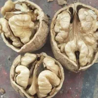 بادام گردو وسایر ارقام نهال