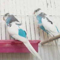 مرغ عشق|پرنده|شیراز, شهرک گلستان|دیوار