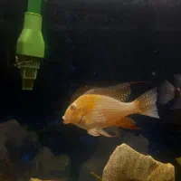 هکلی آلبینو|ماهی|شیراز, شیخ روزبهان|دیوار