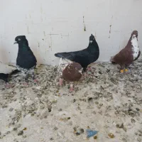 کفتر رنگی|پرنده|شیراز, شهرک فرزانگان|دیوار