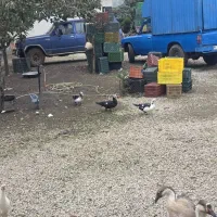 غاز و اردک|حیوانات مزرعه|حویق, |دیوار