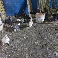 کفتر شهرستانی|پرنده|فشاپویه, |دیوار