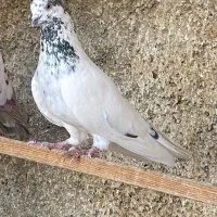 کفتر کبوتر