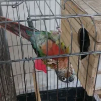 طوطی گیرینچیک جفت نر و ماده|پرنده|اسلام‌شهر, مظفریه|دیوار