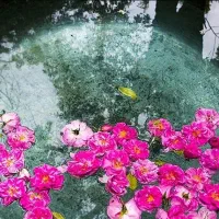 تور ویژه کاشان تا نیاسر همراه با ناهار