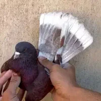 گروه کبوتر بازان