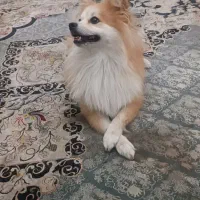 واگذاری رایگان سگ