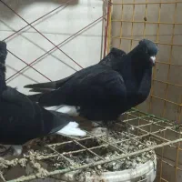 جوجه اشعل|پرنده|آبادان, |دیوار