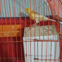 پرنده برافروش|پرنده|خرمشهر, |دیوار