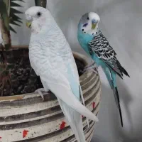 مرغ عشق جفت